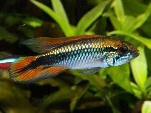 Buy Double Full Red Agassizi Cichlid