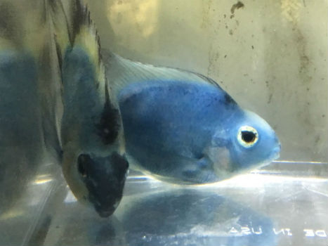 Buy Blue Parrot Cichlid Fish