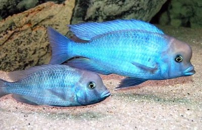 Buy Haplochromis moorii