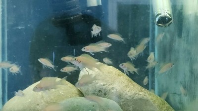 Buy Neolamprologus pulcher Cichlid