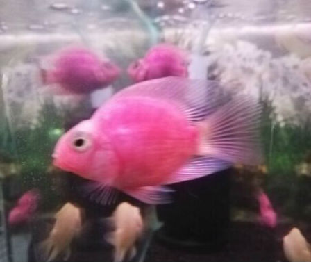 Buy Pink Parrot Cichlid Fish