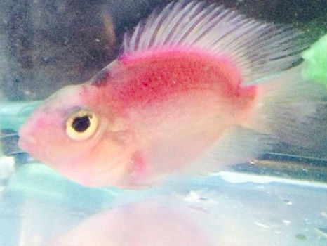 Buy Purple Parrot Cichlid Fish