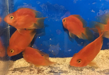 Buy Purple Red Parrot Cichlid Fish