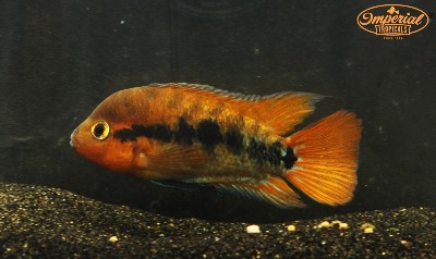 Unsexed Red Rainbow Cichlids