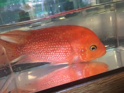 Large Red Texas Cichlid for Sale