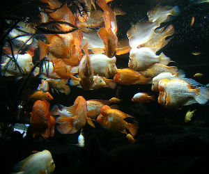 Midas display at Chicago's John Shedd Aquarium