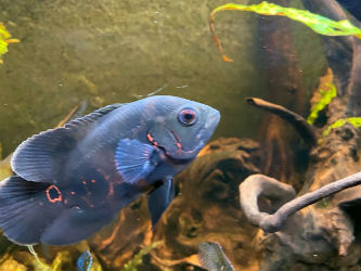 Oscar fish as pets