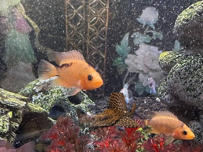 red devils and plecos