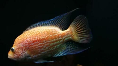 Red Dovii cichlid appears to be a xanthic mutation