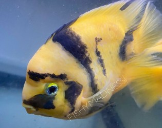 yellow ingot parrot fish buy